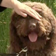Illustration for article titled Get Ready for the Barbet Puppy Boom, the Cutest Boom Ever